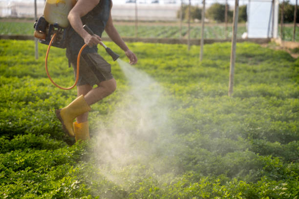 Best Local Pest Control Services  in Riverview, FL