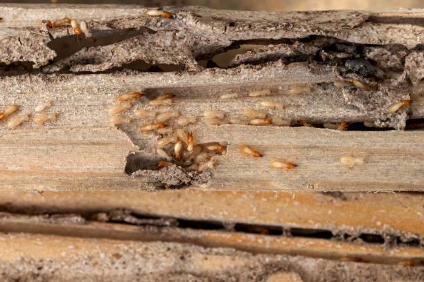 Best Residential Pest Control  in Riverview, FL